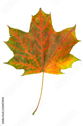 maple autumn leaf bright on white background