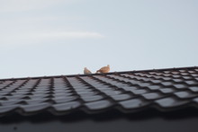 A Couple Of Wild Pigeons On The Roof