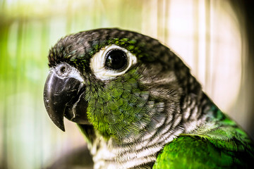 Wall Mural - Sun Conure parrots. Beautiful animal face