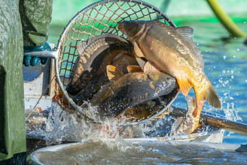 Fishing pond - sorting fish carp and other fish