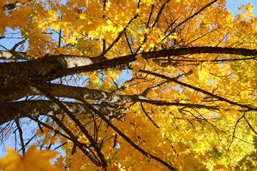 Wall Mural - Maple trees in autumn