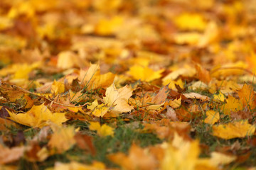 Wall Mural - Maple leaves on grass