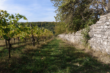 vineyard on a sunny day