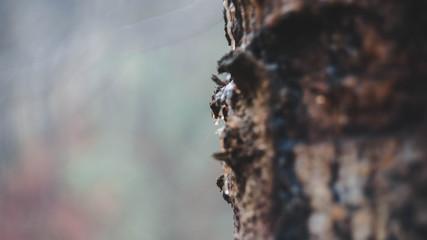 old tree
