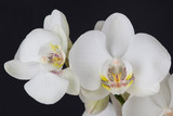 Fototapeta Panele - flower, white, orchid, nature, spring, blossom, plant, bloom, isolated, petal, branch, beauty, flowers, green, beautiful, tree, pink, apple, flora, floral, blooming, phalaenopsis, garden, tropical, bo