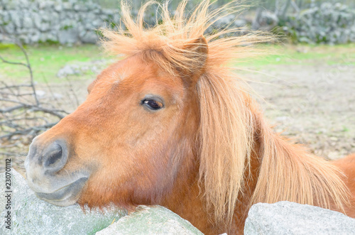 Equus Ferus Caballus Pony With Eyes Of Horizontal Pupils And Hair