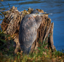 Canvas Print - Juvenile Great Blue Heron