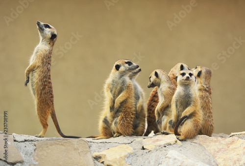 Fotomural Group of watching surricatas outdoor