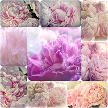 Shabby Chic Collage   - Delicate Pink Peonies Flowers Grunge  Vintage Photo
