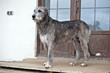 Dog breed  irish wolfhound  is standing near the door