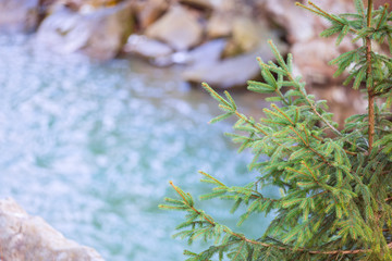 Green spruce on a background of blue mountain river