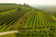 Weinterrassen, Weinberge im Kaiserstuhl, Panorama