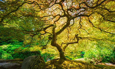 tree in Japanese Garden