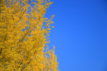 Wall Mural - autumn background with yellow tree and blue sky.