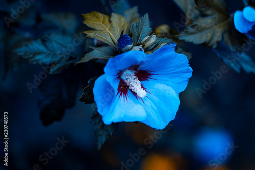 Blaue Blumen Makro Des Blauen Hibiskus Oder Eibisch Hibiscus