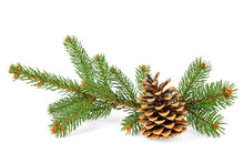 Fir Tree Branches And Pine Cone On White Background