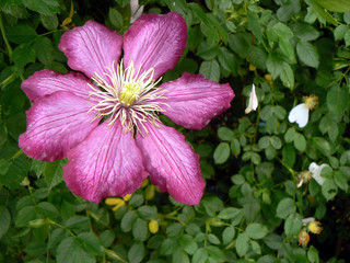 Poster - pink clematis in the garden