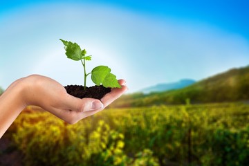 Green Growing Plant in Human Hand on beautiful natural