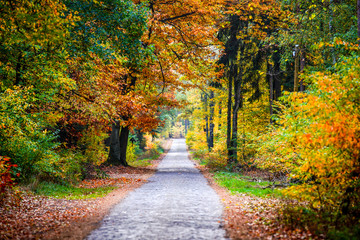 Herbstwald