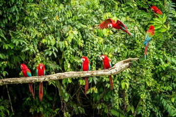 Red parrot in perching on branch, green vegetation in background. Red and green Macaw in tropical forest, Peru, Wildlife scene from tropical nature. Beautiful bird in the jungle.