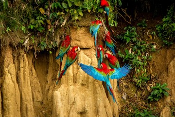 Red parrots on clay lick eating minerals, Red and green Macaw in tropical forest, Brazil, Wildlife scene from tropical nature. Flock of birds on clay brown wall