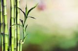 Fototapeta Sypialnia - Bamboo sticks with leaves on blurred natural background