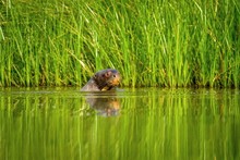Giant Otter (Pteronura Brasiliensis) Swims In Lake In The Peruvian Amazon Jungle, Peru, Green Background, Natural Wildlife Scene, Watter Animal, Very Inteligent Creature, Fishing, Fish