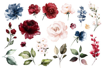 Set watercolor elements of roses collection garden red, burgundy flowers, leaves, branches, Botanic  illustration isolated on white background.  bud of flowers