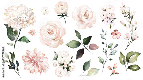 Set watercolor elements of roses, collection garden flowers, leaves, branches...
