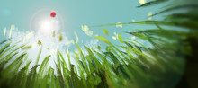 Close Up Meadow From Worm View Against Blue Sky And Red Balloon, Digital Illustration Art Painting Design Style.