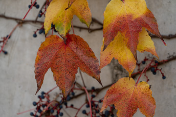 herbst blatt wilder wein