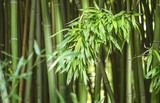 Fototapeta Sypialnia - Bamboo leaves lit by the sun on the background of a bamboo grove