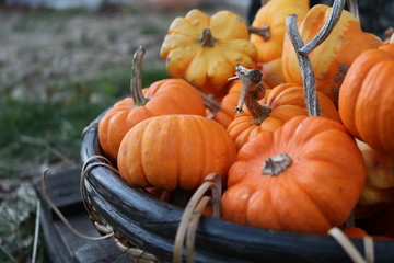 pumpkin patch in historic new england