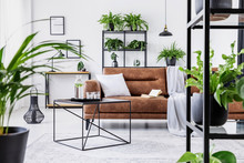 Urban Jungle In Modern Living Room Interior With Big Comfortable Leather Couch And Coffee Table.