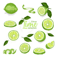 Color Set Of Hand Drawn Tropical Citrus Fruit. Lime. Ink Sketch Style. Good Idea For Templates Menu, Recipes, Greeting Cards.