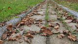 Fototapeta Sawanna - autumn leaves on paving stone