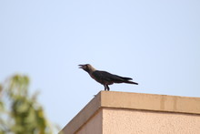 Crow Sitting On The Wall