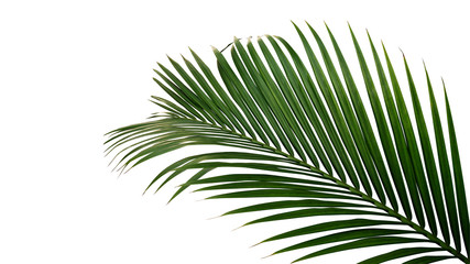 green leaves of nipa palm or mangrove palm (nypa fruticans) tropical evergreen plant isolated on whi