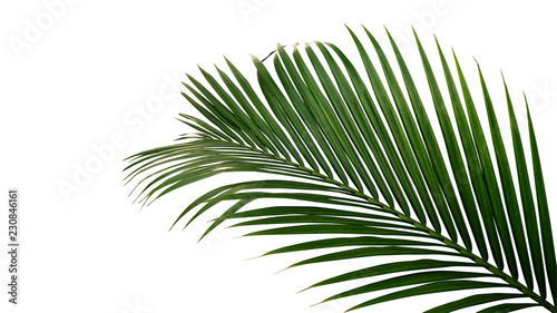 Fotografía Green leaves of nipa palm or mangrove palm (Nypa fruticans) tropical evergreen plant isolated on white background, clipping path included