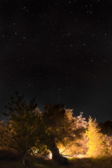 Wall Mural - night sky vertically