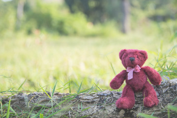 Wall Mural - Teddy bear sitting in garden with tone