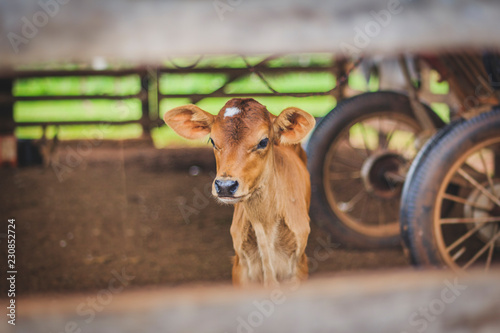 Fotografía Newborn calf on farm (blurred background).