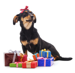 Canvas Print - Puppy with gifts.