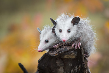 pair of opossum joeys (didelphimorphia) look out from log end