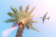 Passenger Airplane Flying Above The Palm Tree Against The Blue Sky.