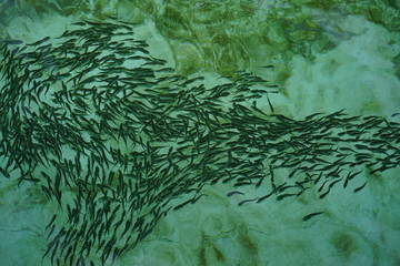 School of Fish