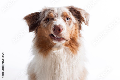 Photographie Zähne fletschender Hund