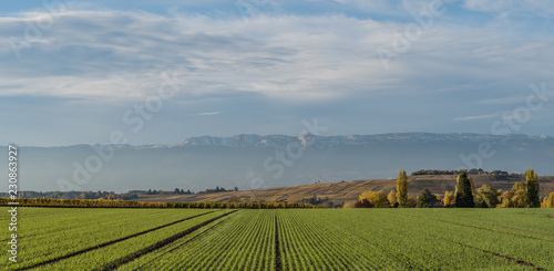 Fotografie, Obraz Campagne Suisse à Perly dans le Genevois