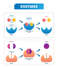 Enzyme vector illustration. Labeled cycle and diagram with catalysts.