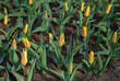 Giuseppe Verdi tulips grown in the park.  Spring time in Netherlands.